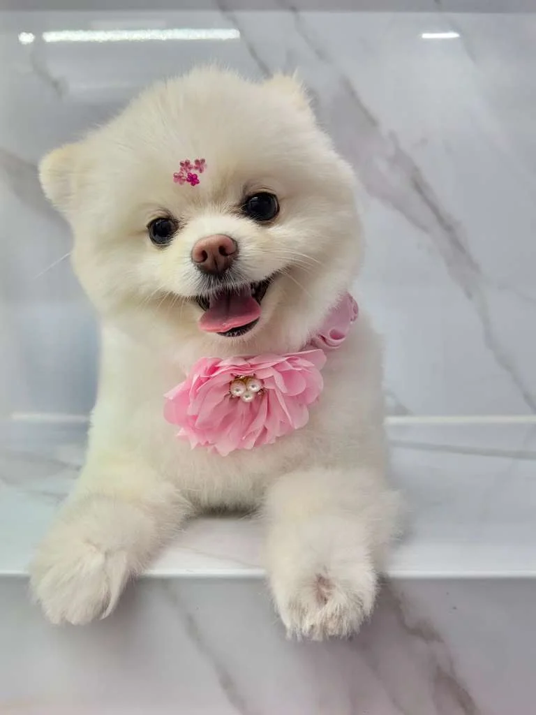 Our Groomer